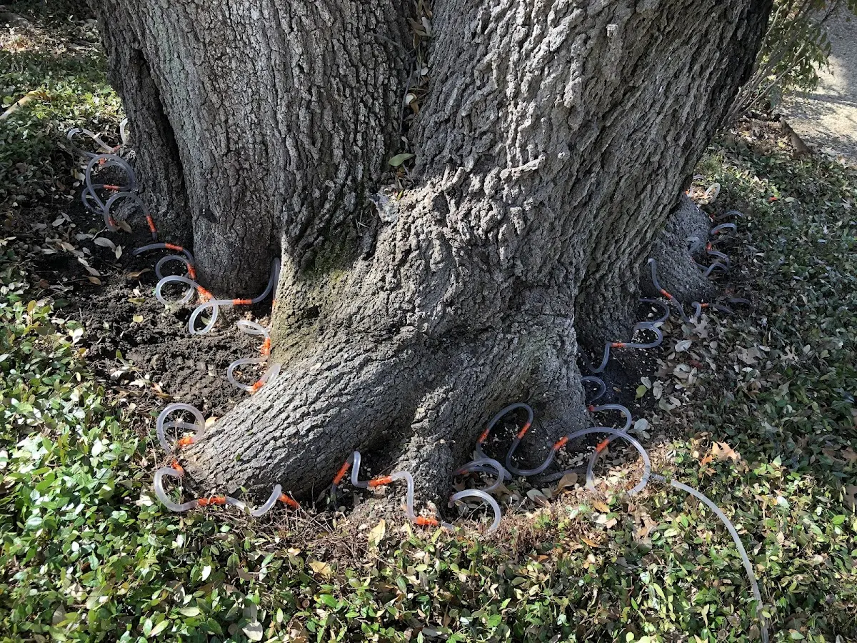 Detailed Tree Cabling and Bracing job site in Meservey