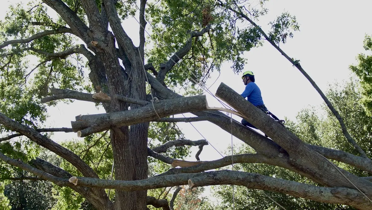 Professional Hazardous Tree Removal performed by certified arborists in Meservey
